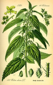 330px-Illustration_Urtica_dioica0 or nettles on wikipedia